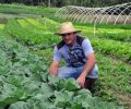 Crédito ajuda agricultores de Morretes a retomar produção